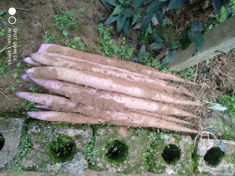 广西贺州红皮白皮小叶大叶淮山大量有货价格优惠