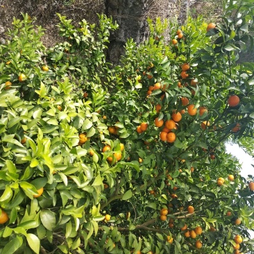 沙糖桔
