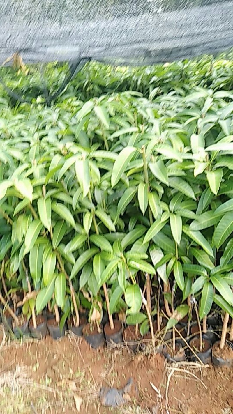 芒果苗杯苗，成活率更高