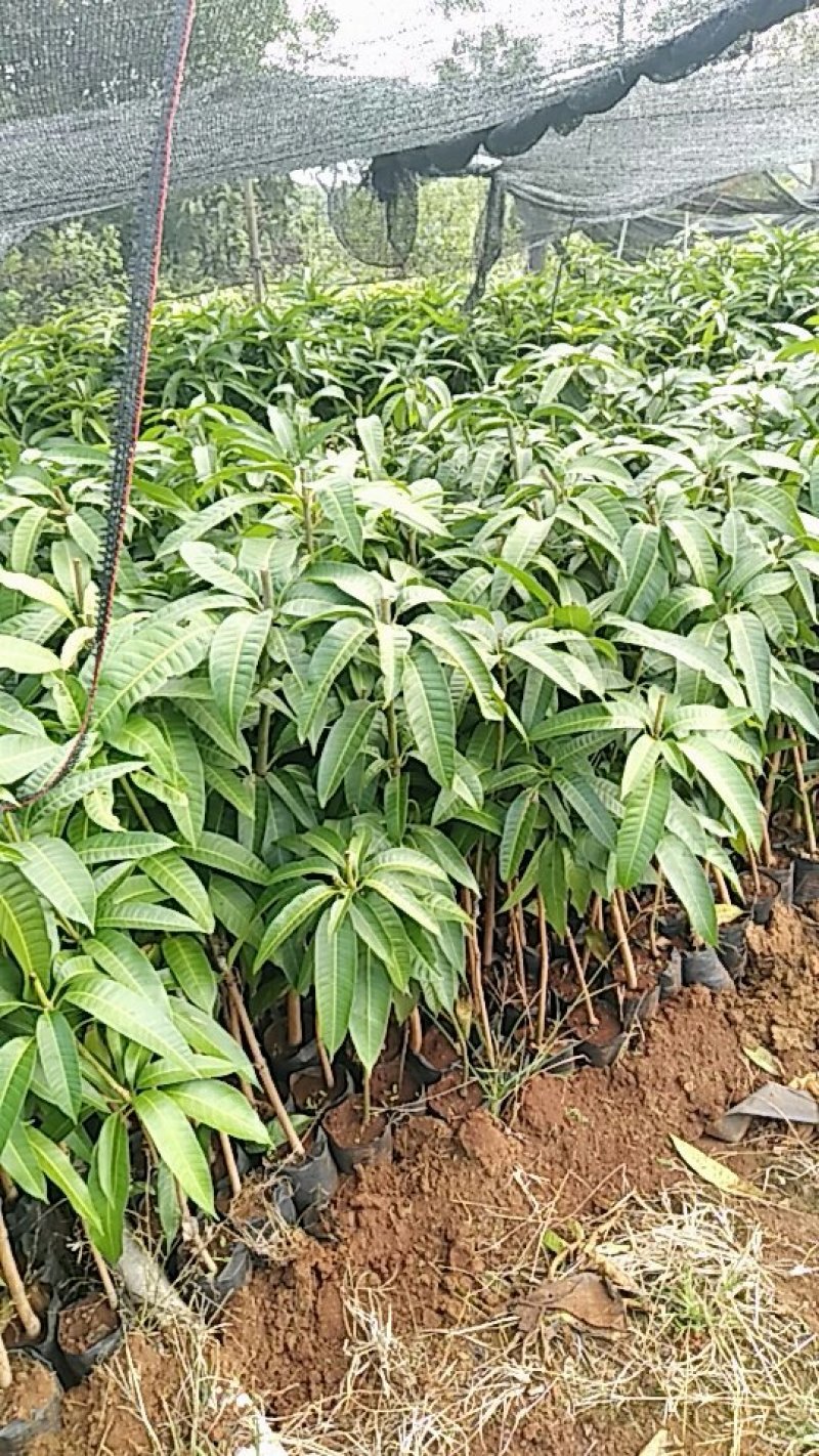 芒果苗杯苗，成活率更高