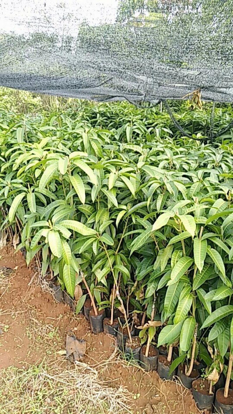 芒果苗杯苗，成活率更高