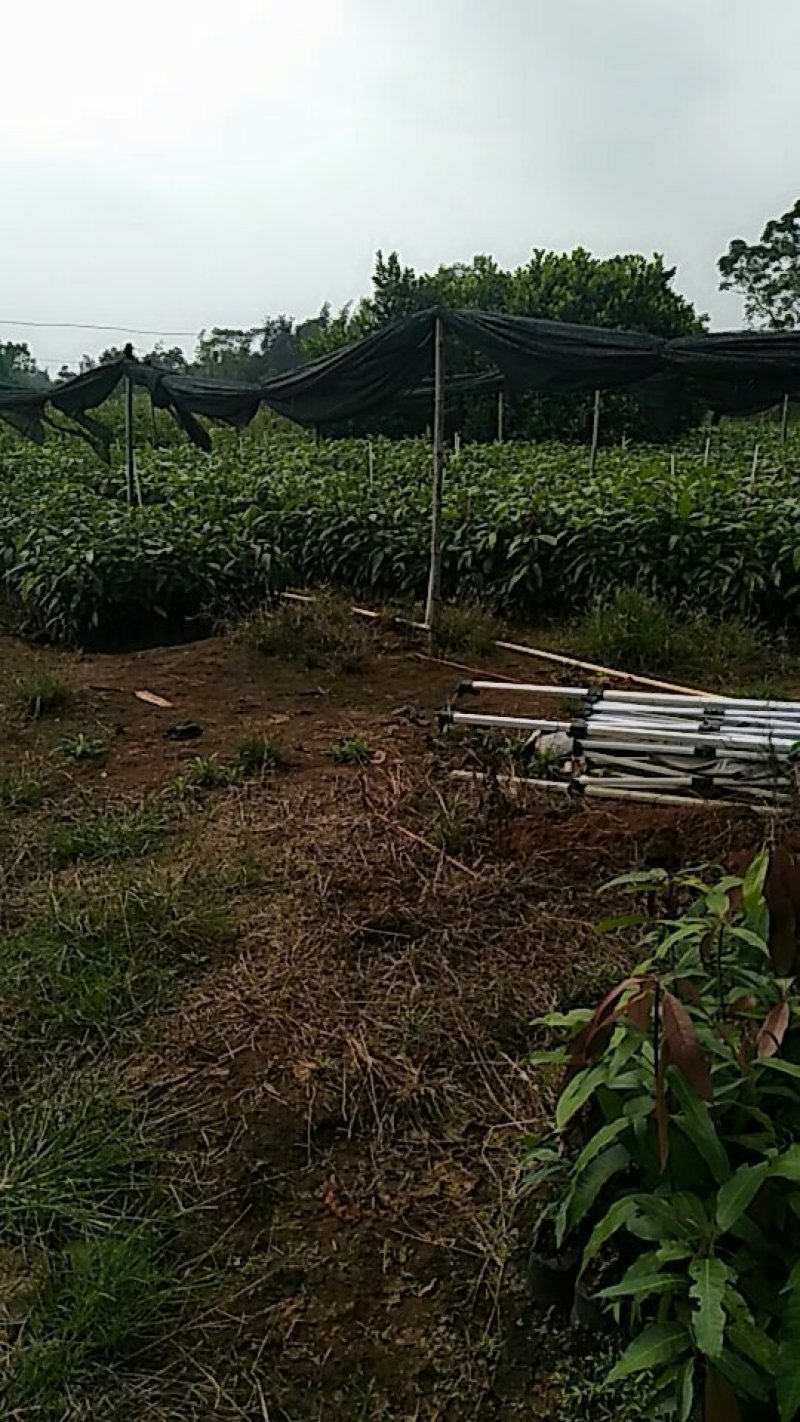 芒果苗杯苗，成活率更高