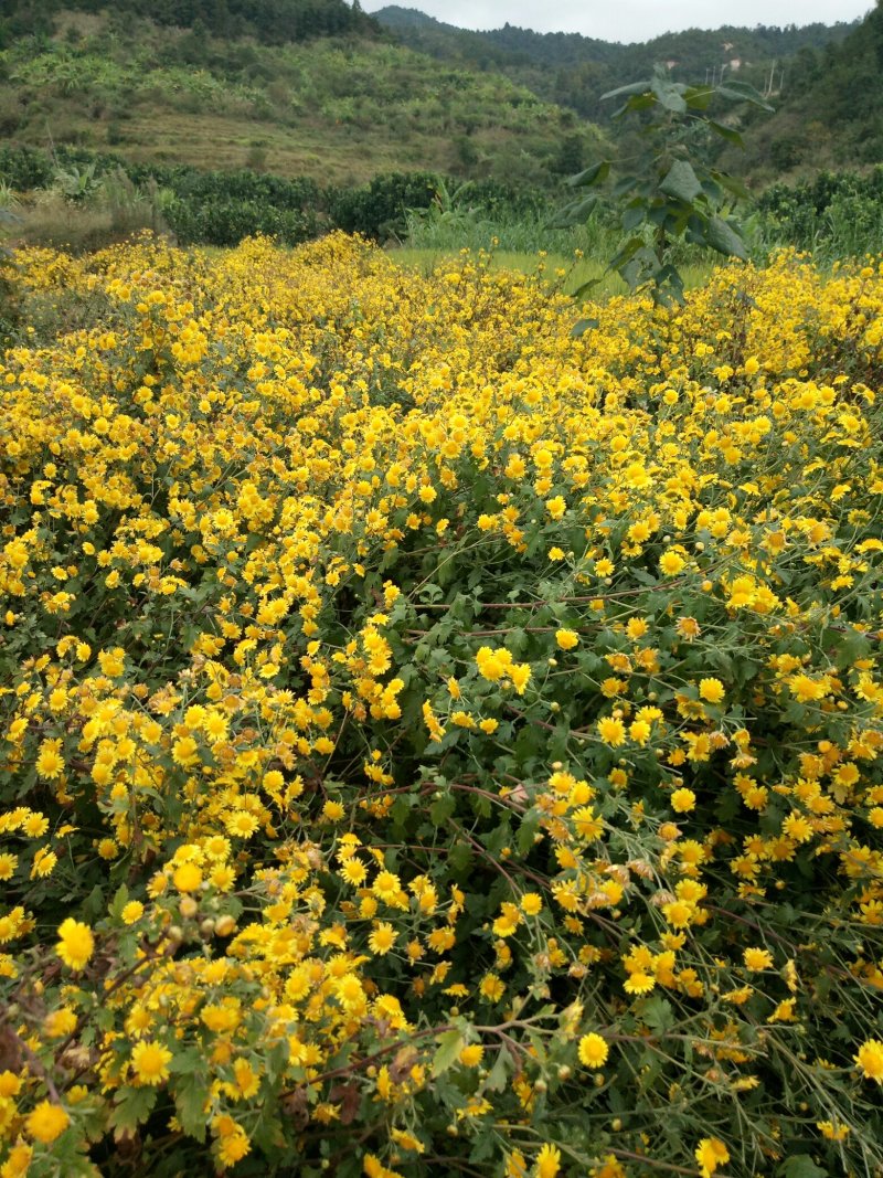 菊花