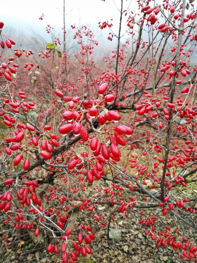 热卖中》洛阳山茱萸山萸肉枣皮红枣皮山芋肉山萸肉