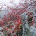热卖中》洛阳山茱萸山萸肉枣皮红枣皮山芋肉山萸肉