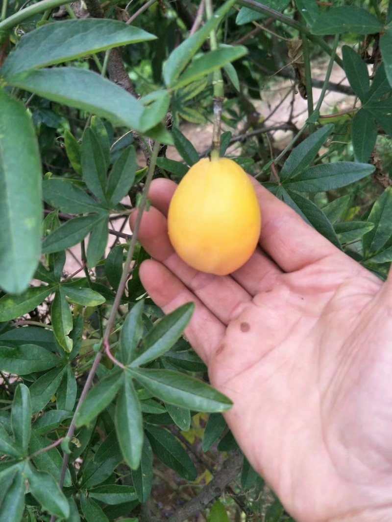 蓝冠百香果苗百香果苗木瓜百香果苗一年苗包邮