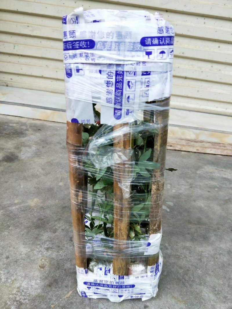 蓝冠百香果苗百香果苗木瓜百香果苗一年苗包邮