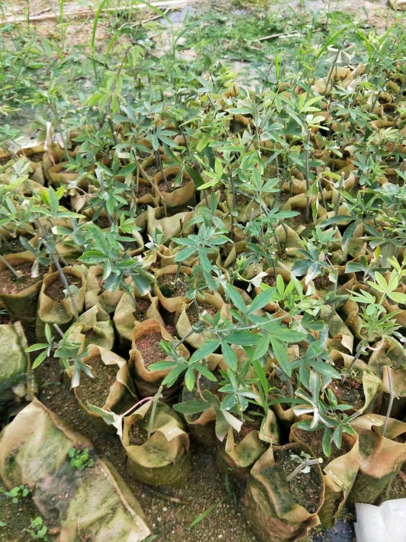 蓝冠百香果苗百香果苗木瓜百香果苗一年苗包邮
