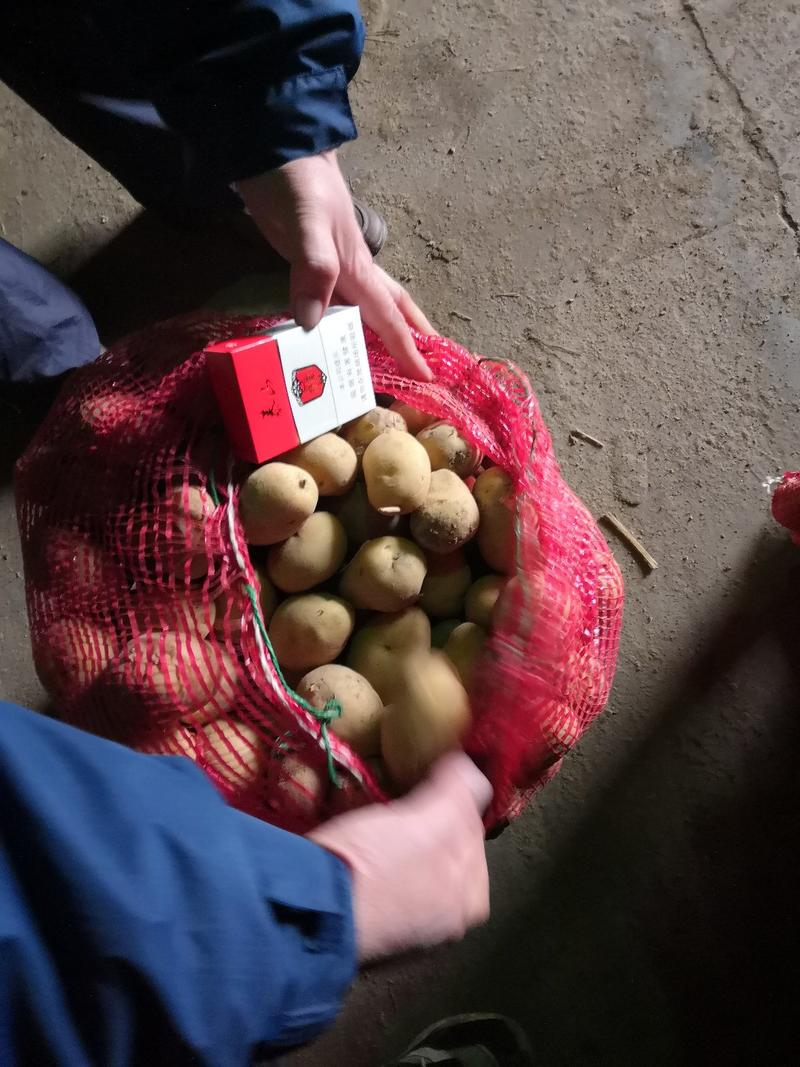 荷兰十五一到二两精品小土豆，适合云贵川等南方做种薯