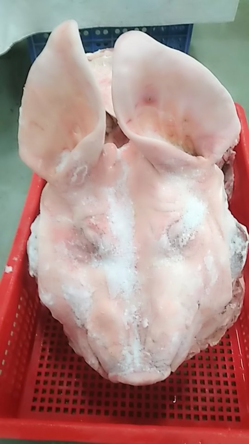 猪头