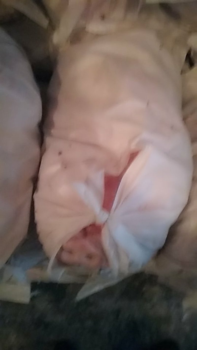 猪头