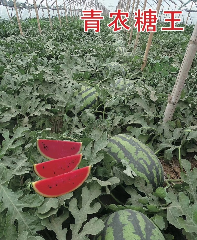 【优惠】【青农糖王】高密度、高糖度13.5—15.5度