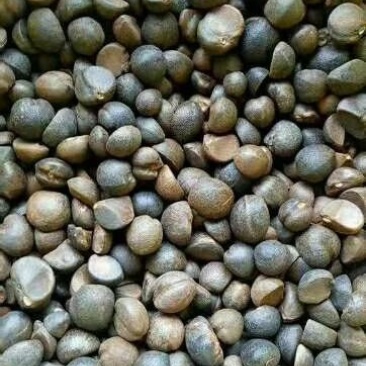 野山山茶籽产地直发货源充足。量大从优欢迎来电咨询