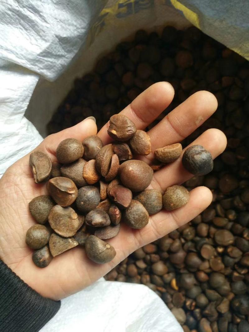 野山山茶籽产地直发货源充足。量大从优欢迎来电咨询