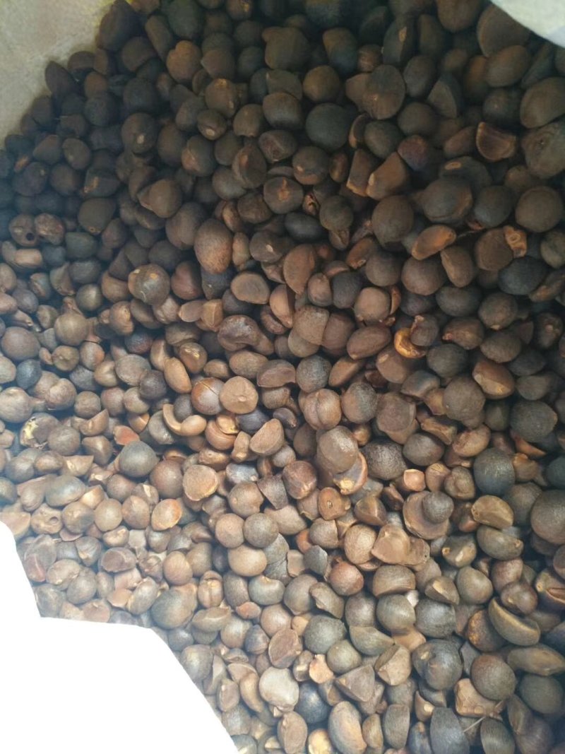 野山山茶籽产地直发货源充足。量大从优欢迎来电咨询