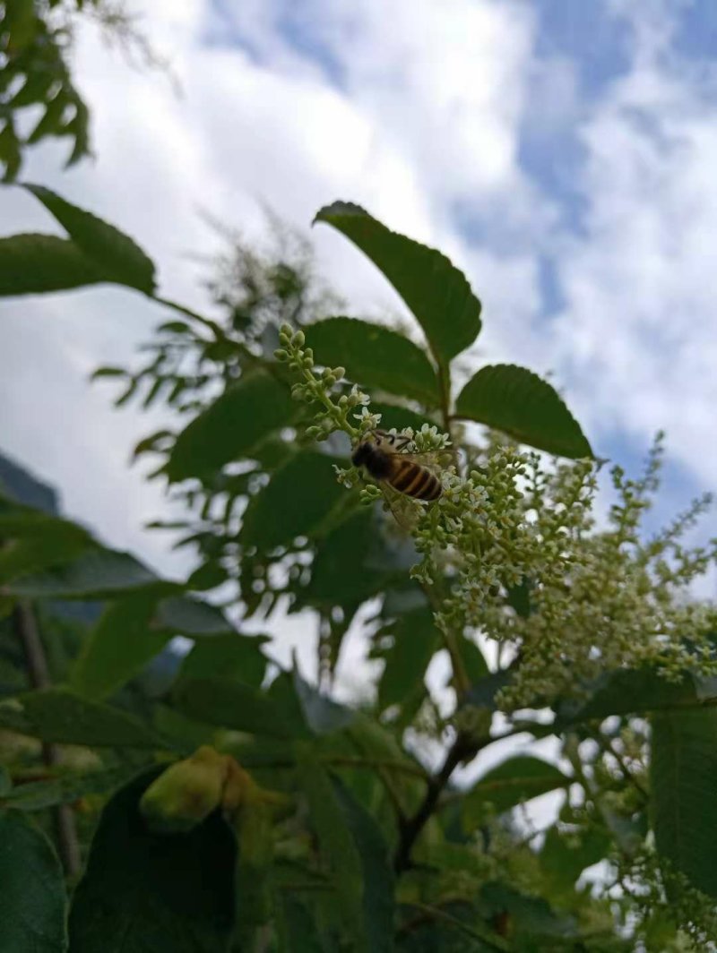 蜂蜜