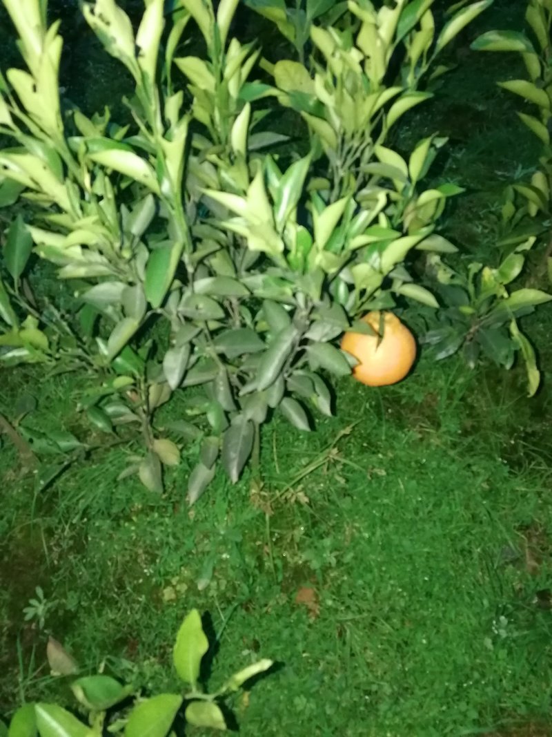 出售蒲江春见耙耙柑丑橘嫁接苗30~50cm高