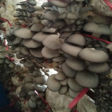 食用菌鲜货