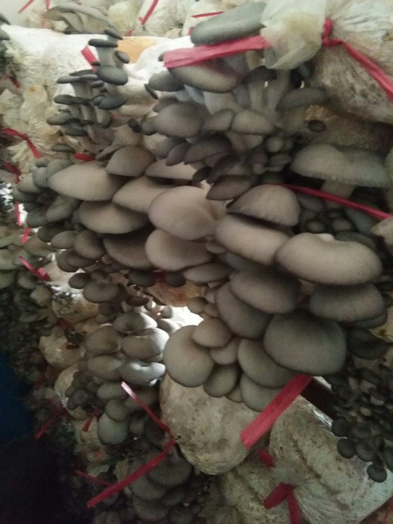 食用菌鲜货