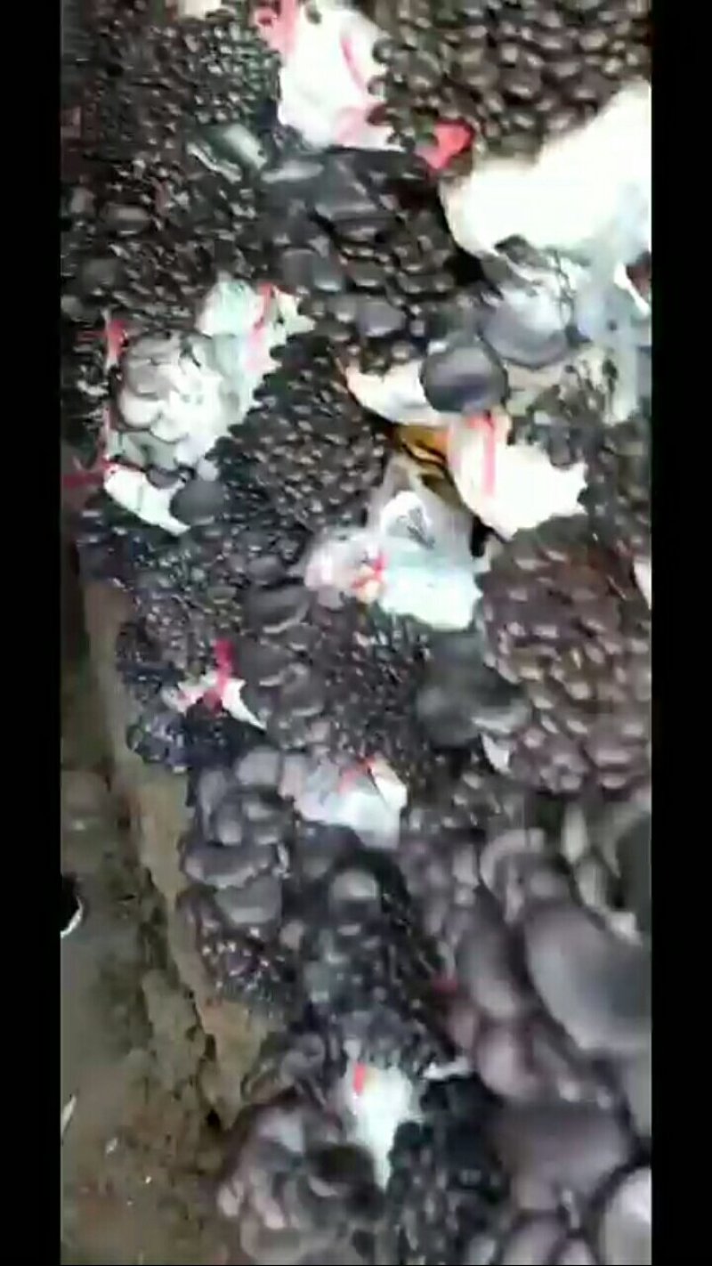 食用菌鲜货