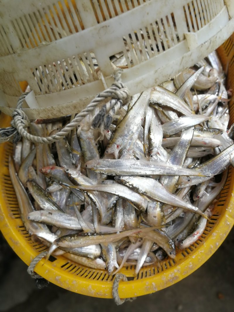 大刀鱼