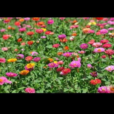 百日草，波斯菊