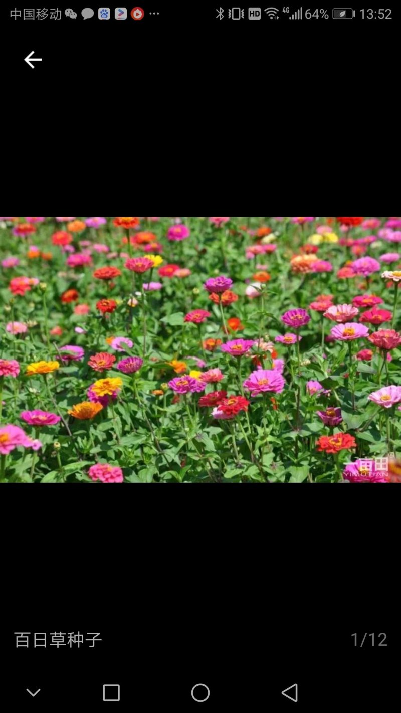 百日草，波斯菊