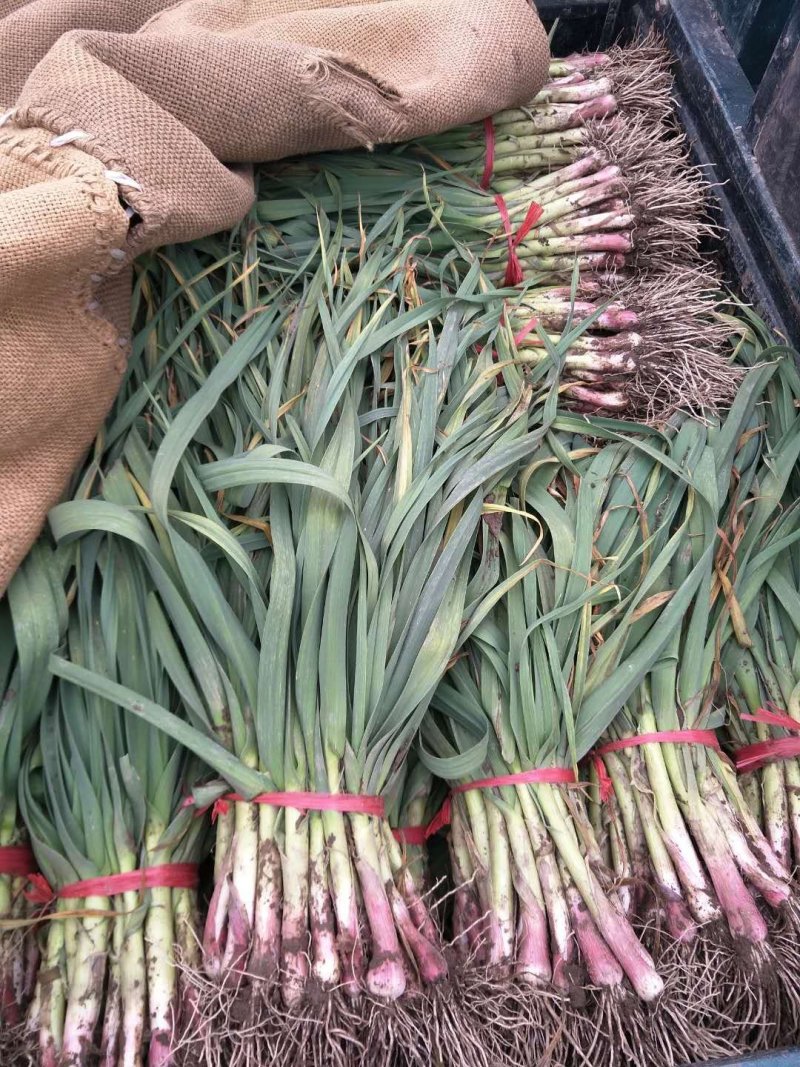 华州区红根蒜苗大量上市供应欢迎咨询支持视频看货