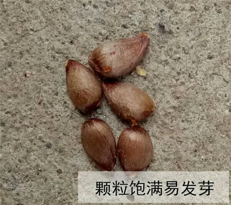 八凌海棠种子嫁接砧木专用，指导种植技术