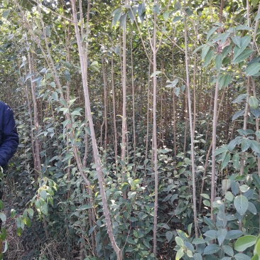 大叶女贞2公分有量精品货一手货源南阳本地货