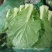 东北饭包白菜叶