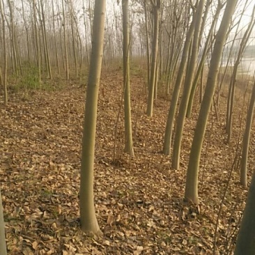 栾树