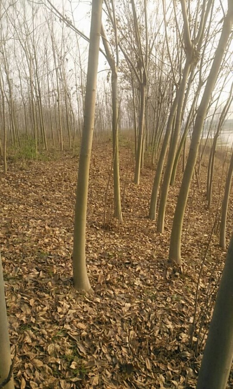 栾树