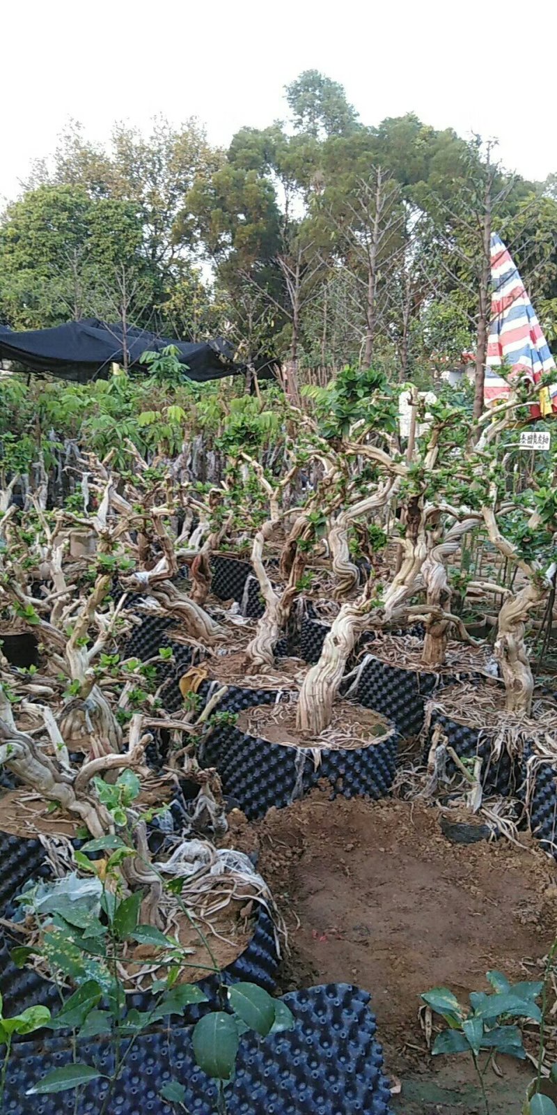 金银花树
