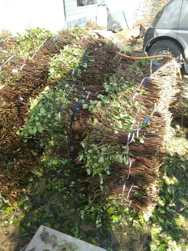 金银花树