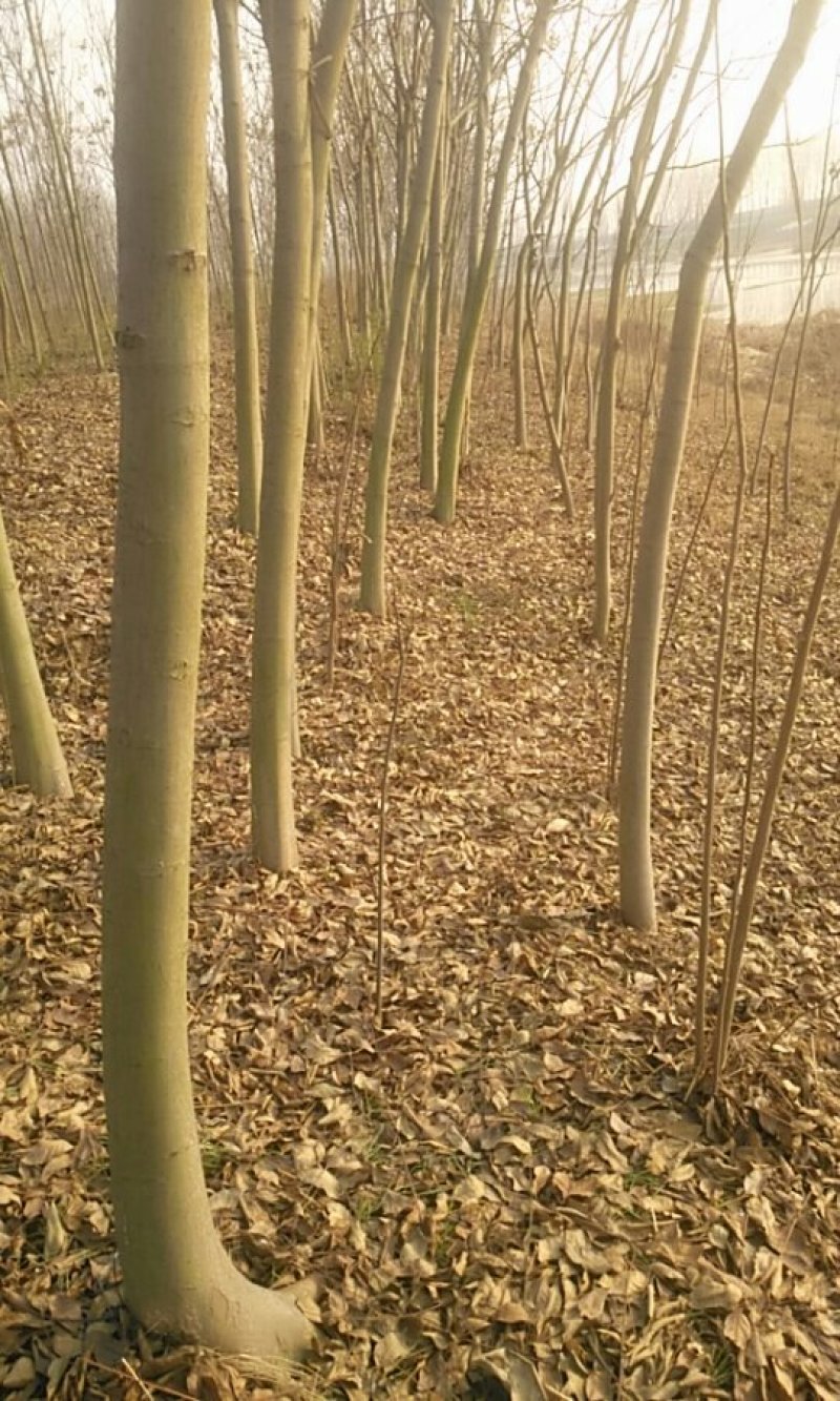 栾树