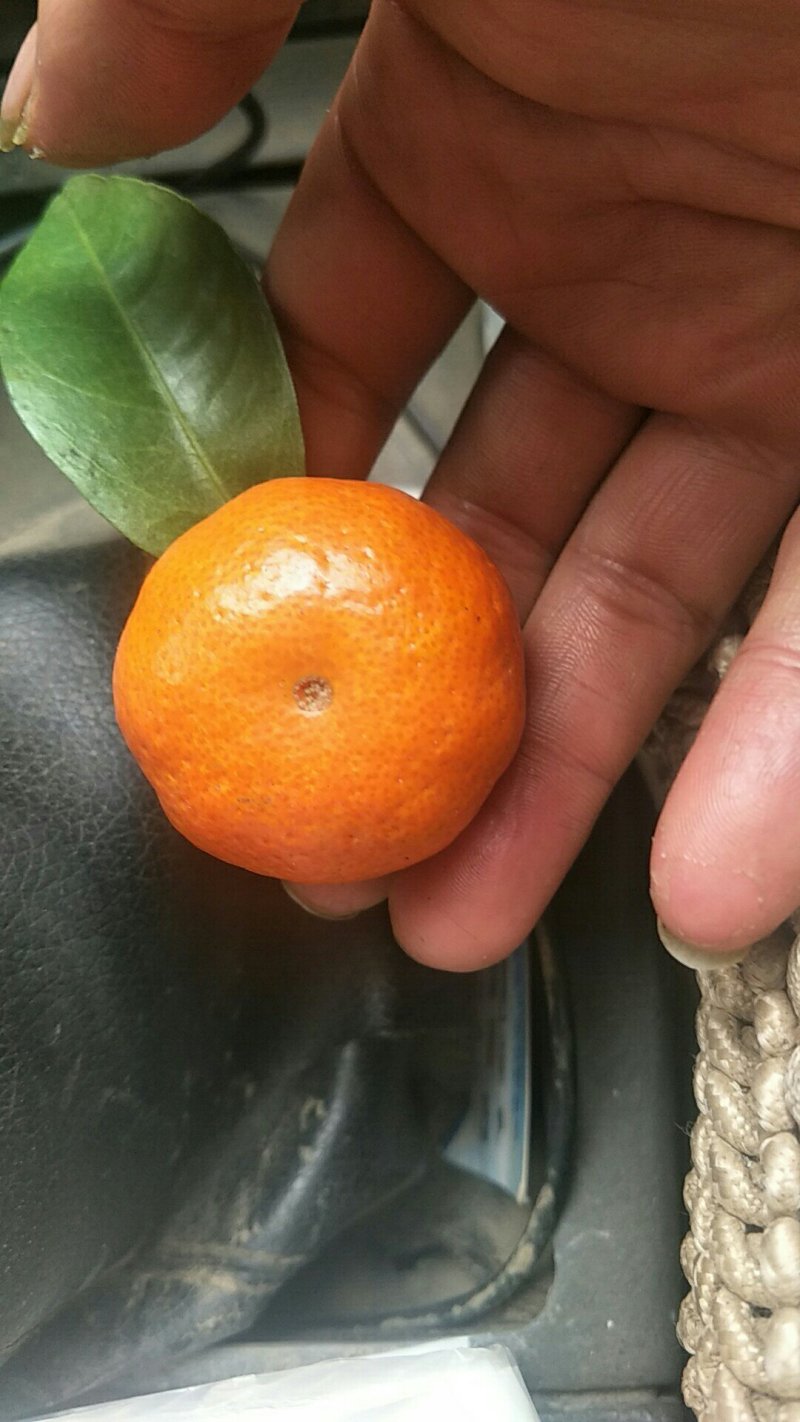砂糖橘刚开始上市了，价格美丽动人心弦。。。。。