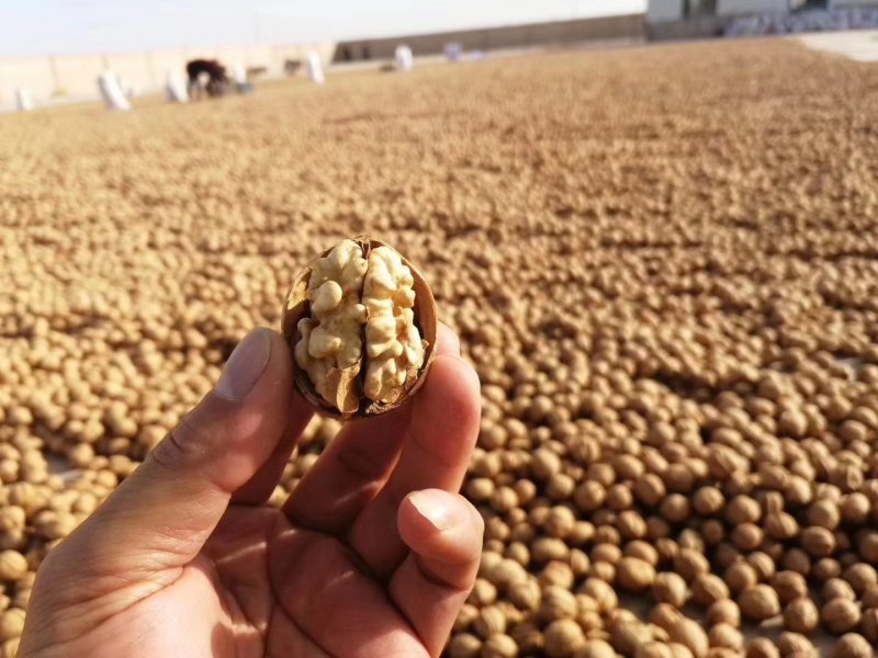 新疆阿克苏185纸皮核桃
