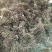 金银花树