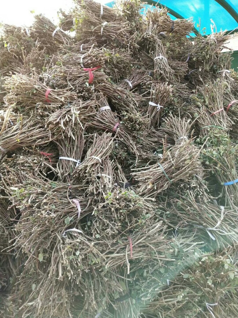 金银花树