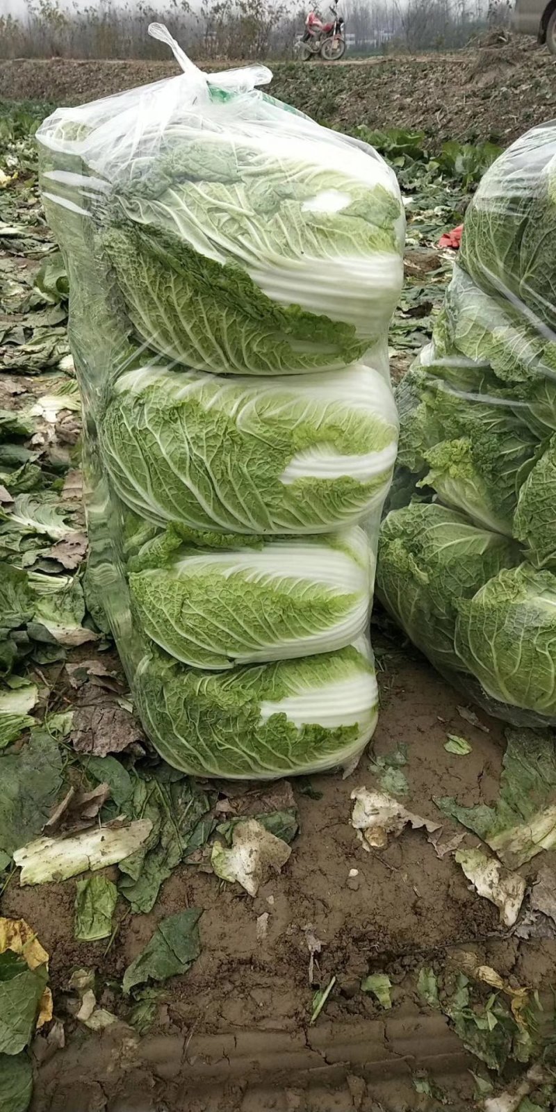 大白菜质量顶级价格便宜服务态度好