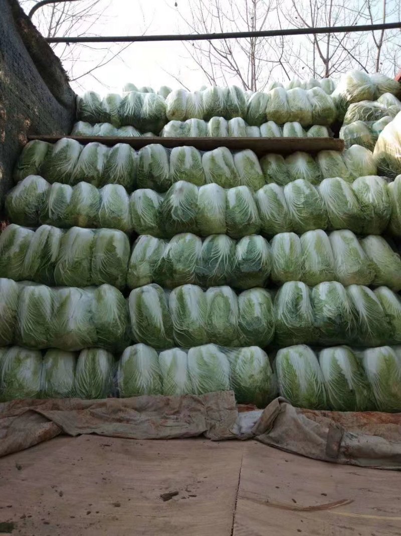 大白菜质量顶级价格便宜服务态度好