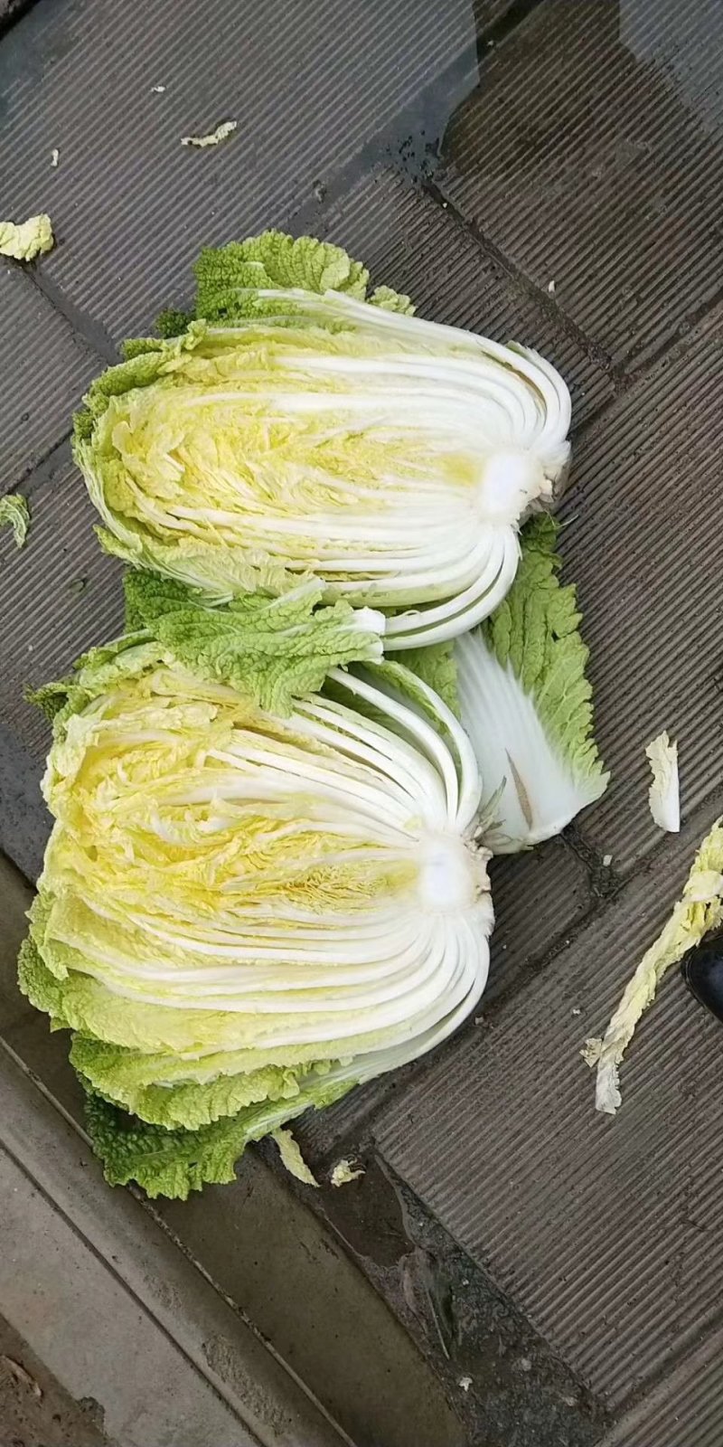 大白菜质量顶级价格便宜服务态度好