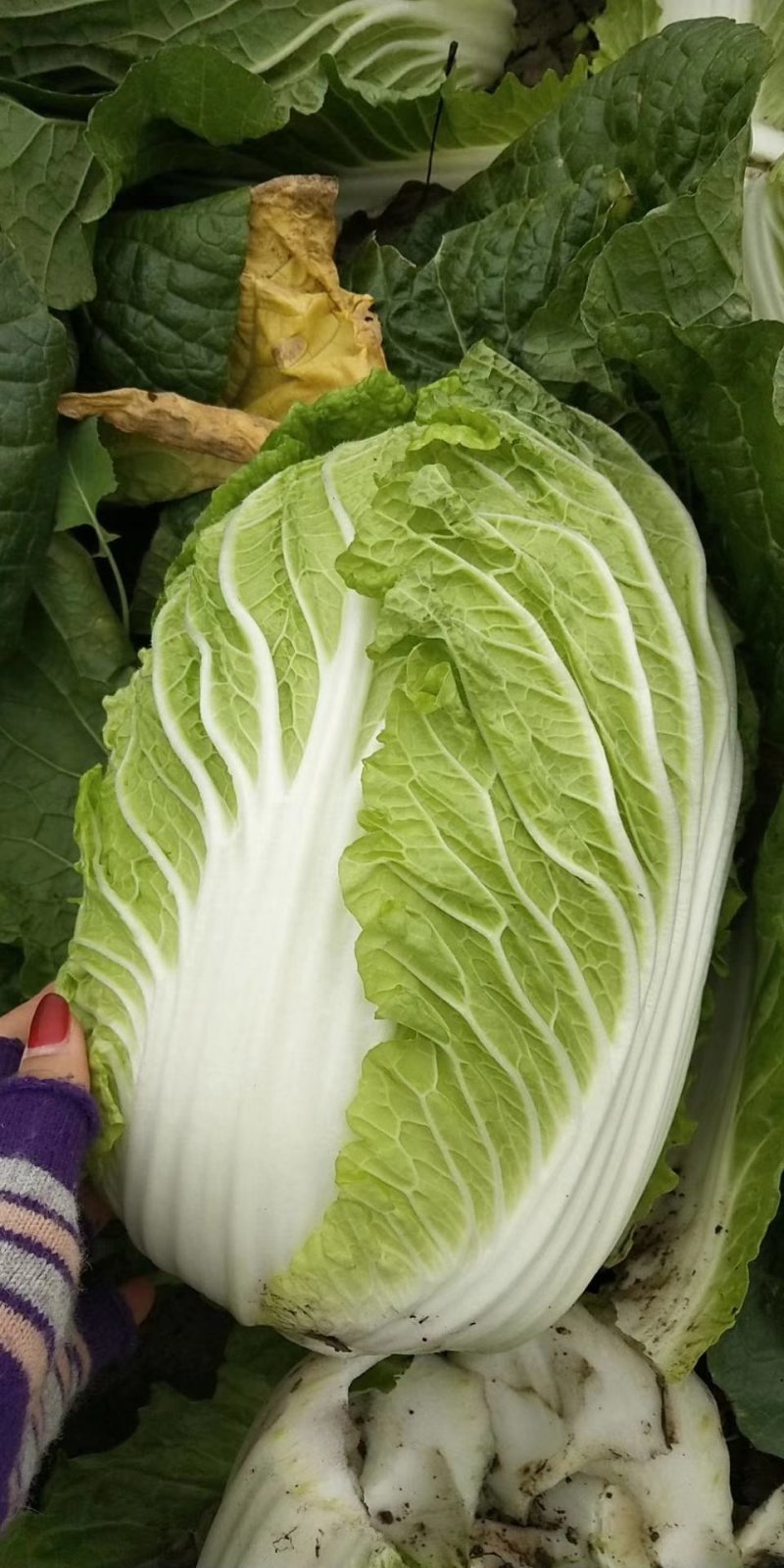 大白菜质量顶级价格便宜服务态度好