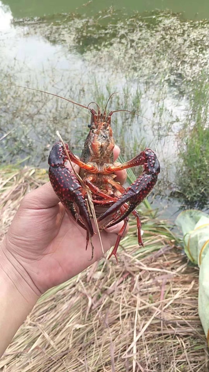 小龙虾批发