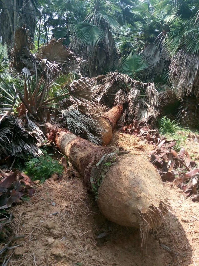 华棕批发华盛顿葵福建漳州闽景园艺场