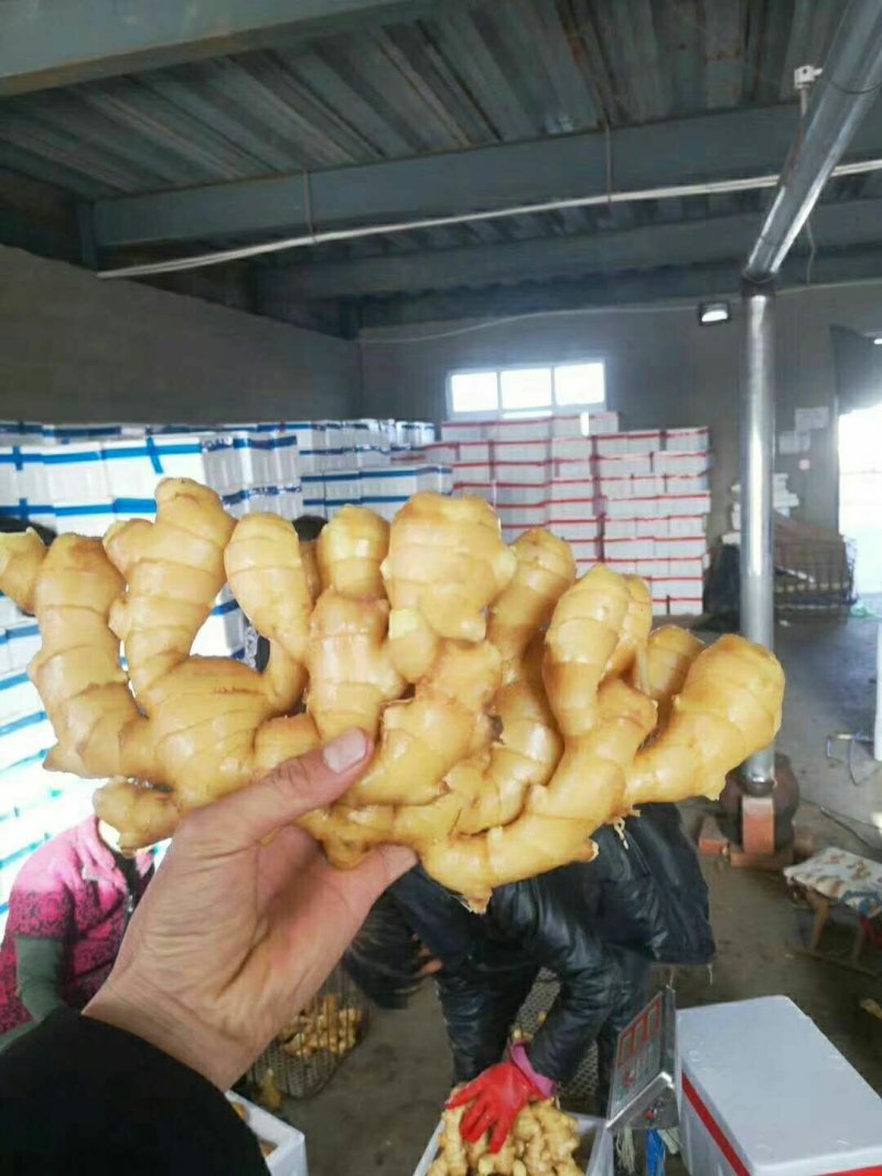 小黄姜，常年供应，货源充足，质量保证，随到随装