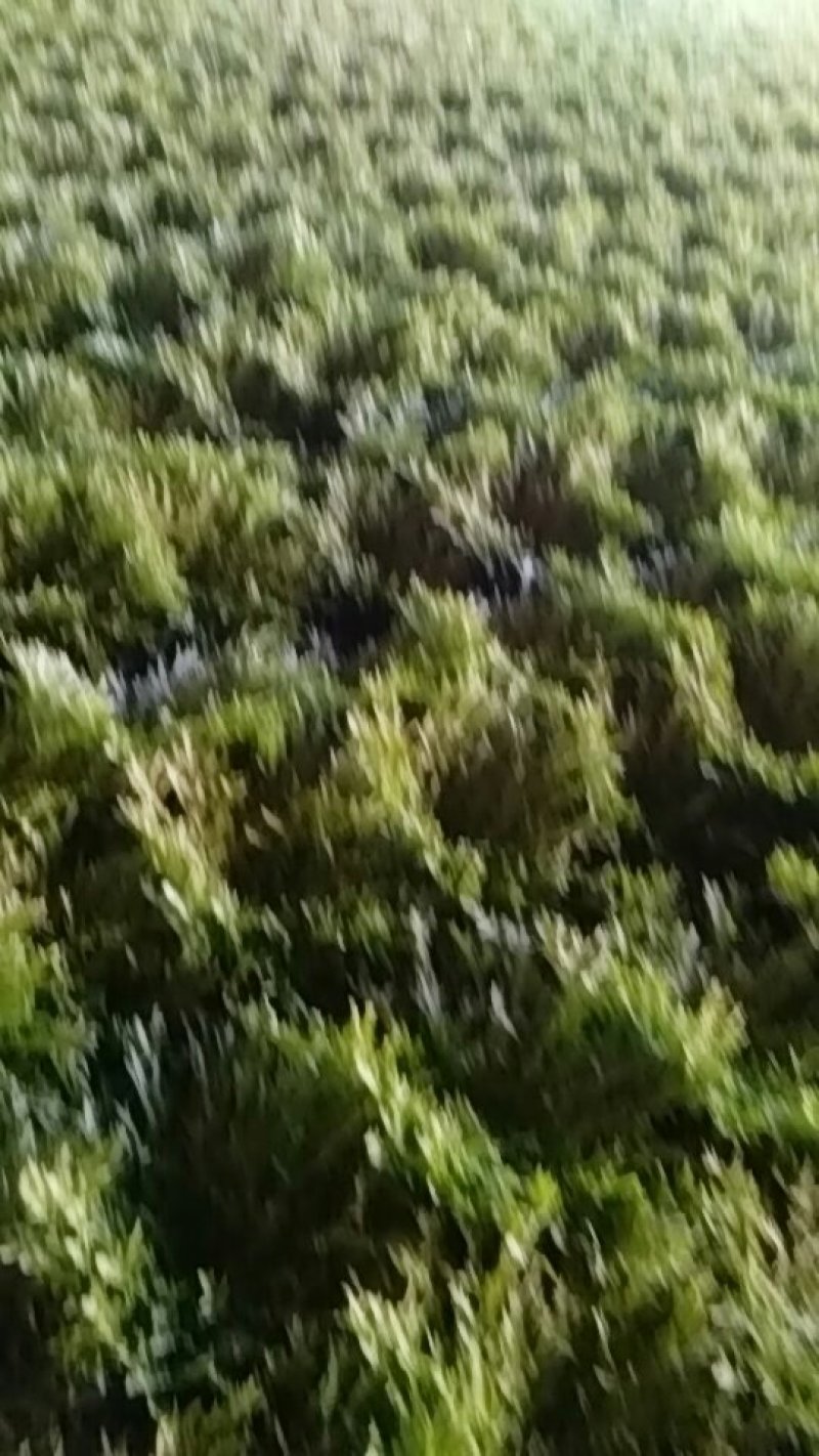 苦苣