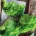 散叶生菜大量上市品质一流
