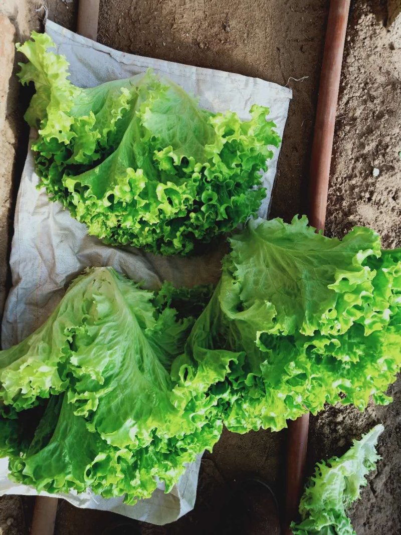 散叶生菜大量上市品质一流